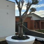 Giant Wok Tree Garden Planter Wholesale
