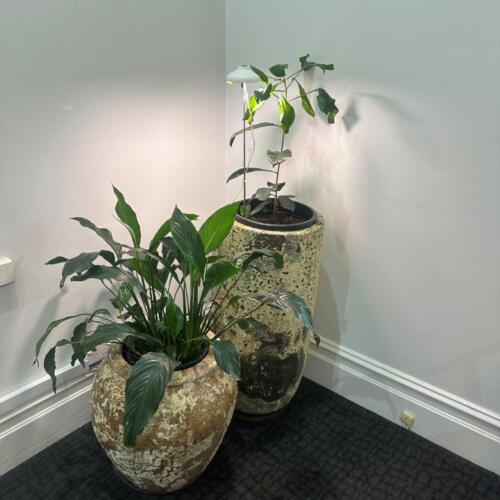 Atlantis Tall U Planter textured garden pot for large pants