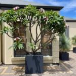 Square Cube Garden Pot Planter Delivered Near Me