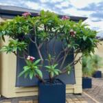 Square Cube Garden Pot Planter Delivered Near Me