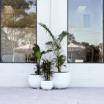 Elegant White Pots with Palms - Perfect for Interior Design - Stylish & Modern