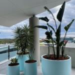 Giant garden tubs tree planters and pots delivered