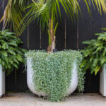 Giant garden tubs tree planters and pots delivered