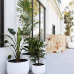 Elegant White Pots with Palms - Perfect for Interior Design - Stylish & Modern