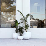 Elegant White Pots with Palms - Perfect for Interior Design - Stylish & Modern