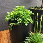 TALL TUB TREE GARDEN POT PLANTER