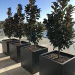 Large Square Tree Planters