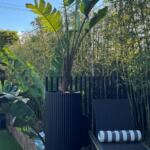 Fluted Ribbed Garden Pots in Black Pool side with Banana Leaf Palm